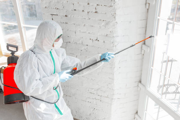 Trusted New Hackensack, NY Mold Removal Services Experts